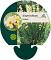 Sisyrinchium striatum