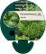 Pycnanthemum muticum