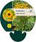 Rudbeckia fulgida 'Goldsturm'