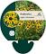 Rudbeckia fulgida 'Little Goldstar'