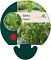 Salvia officinalis