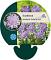 Scabiosa col. 'Butterfly Blue'