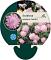 Scabiosa col. 'Pink Mist'