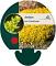 Sedum acre 'Yellow Queen'