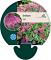 Sedum 'Carl'