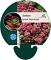 Sedum spurium 'Purpurteppich'