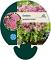 Sedum spectabile 'Brillant'