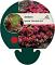 Sedum spurium 'Schorbuser Blut'