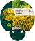 Solidago 'Golden Mosa'