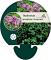 Thalictrum a. 'Thundercloud'