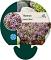 Thymus praecox 'Minor'