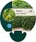 Thymus v. 'Compactus'