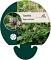 Tiarella 'Sugar and Spice'
