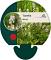 Tiarella wherryi