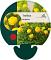 Trollius europaeus