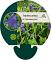 Tradescantia (A) 'Zwanenburg Blue'