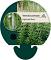 Veronicastrum virg. 'Diana'