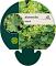 Alchemilla vulgaris