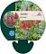 Astilbe (A) 'Fanal'