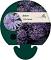 Aster 'Little Carlow'