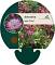 Astrantia maj. 'Claret'