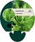 Asplenium scolopendrium