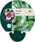Asarum splendens