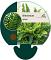 Blechnum spicant