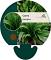 Carex plantaginea
