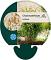 Chasmanthium latifolium