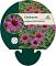 Echinacea purp. 'Fatal Attraction'