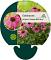 Echinacea purp. 'Powwow Wild Berry'