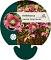 Helleborus orient. 'Pretty Ellen Red'