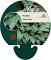Hosta 'Devon Green'