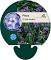 Phlox (P) 'Blue Paradise'