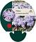 Phlox (S) 'Emerald Cushion Blue'