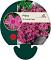 Phlox (S) 'Scarlet Flame'