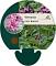 Vernonia crinita 'Mammuth'